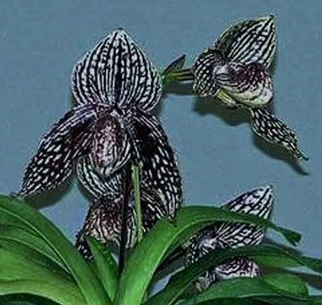 Paphiopedilum Rolfei PAM0253