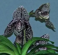 Paphiopedilum Rolfei (bellatulum ‘perfecto’ x rothschildianum ‘Giant Wings’ GM/WOC) PAM0253