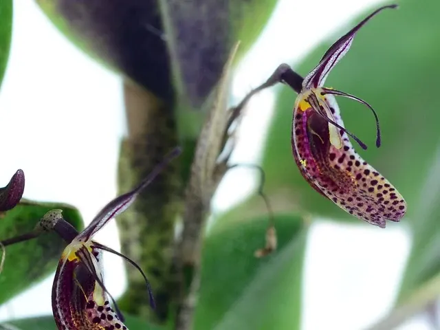 Restrepia howei (Restrepia)