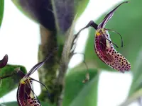 Restrepia howei