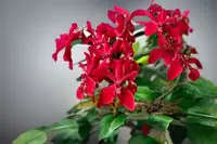 Orchid Plant Renanstylis Bangkok Beauty - Hybrid Orchid, V.Jiravongkhajorn, Rnst. Azimah x Ren. Bangkok Flame, Blooming Spikes