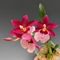 Oncidopsis Onolicious 'Vivid'