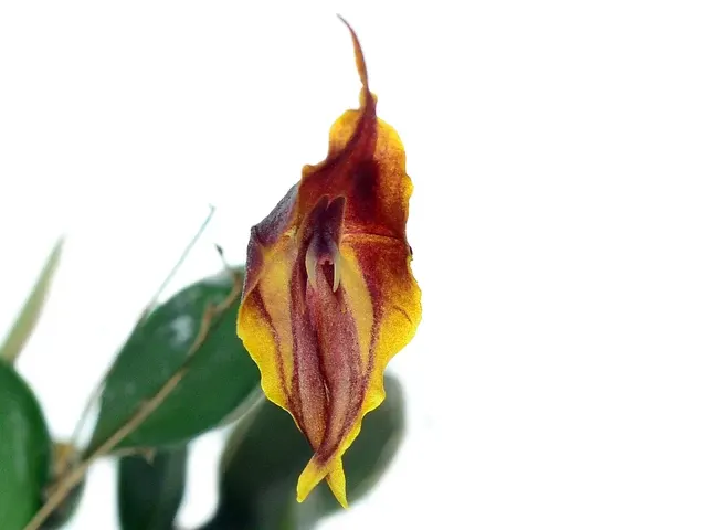 Lepanthes chelonion (Lepanthes)