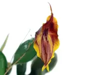 Lepanthes chelonion