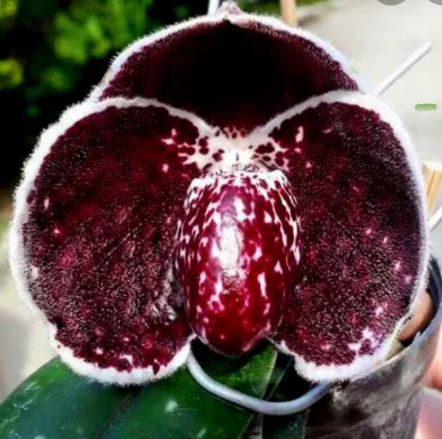 Paphiopedilum godefroyae black variety (Paphiopedilum)