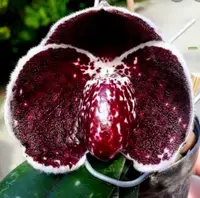 Paphiopedilum godefroyae black variety
