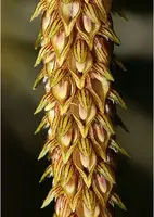 Bulbophyllum dixonii #1 (syn. morphologorum)