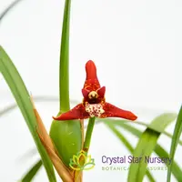 Maxillaria tenuifolia — 2" Pot / Without Spike