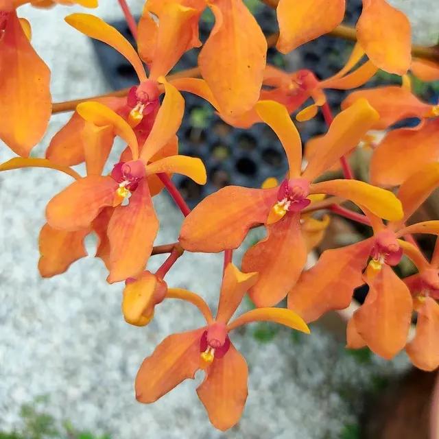 Renanthera Kalsom 'Midas Kiss'