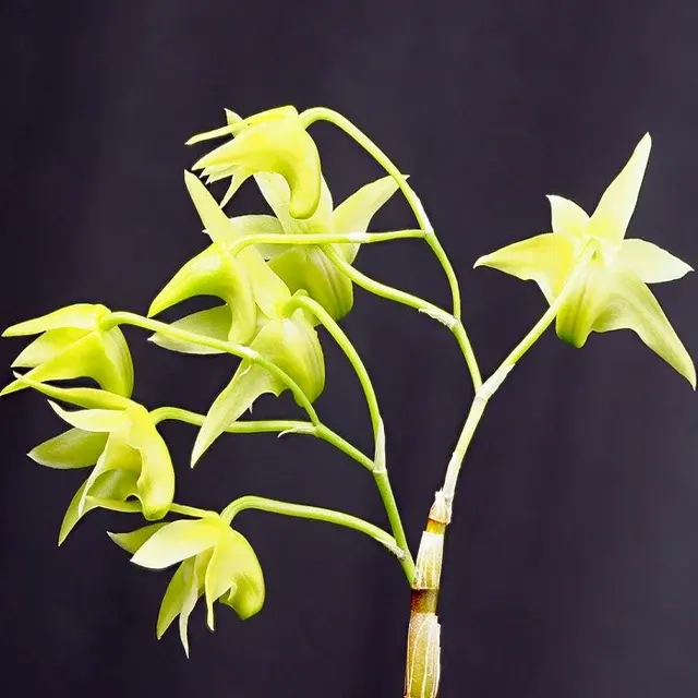 Dendrobium officinale sp (Dendrobium)