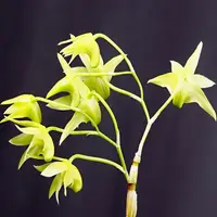 Dendrobium officinale sp.
