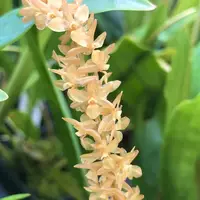 Dendrochilum bicallosum