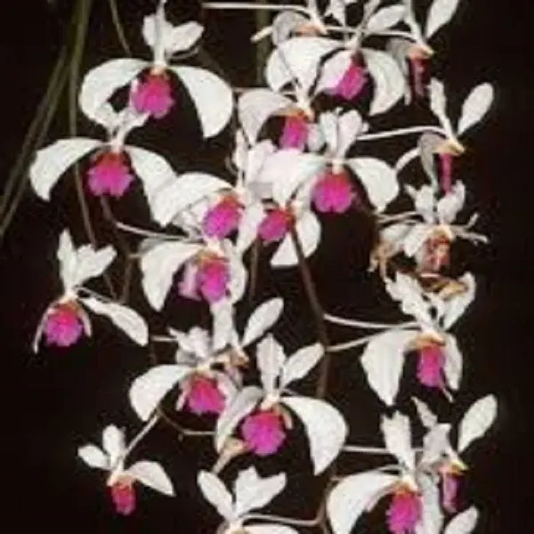 Holcoglossum kimballianum sp (Holcoglossum)