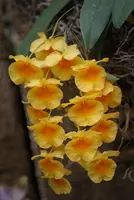 Dendrobium jenkinsii, Blooming Size