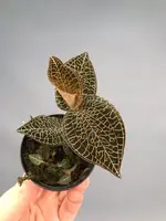 Anoectochilus roxburghii ‘Red’