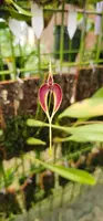 Bulbophyllum for sale.