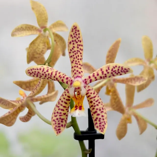 Phalaenopsis Bronze Maiden - Variation Yellow 'Black'