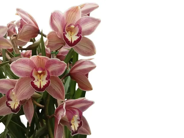 Cymbidium Hazel Tyers 'Santa Maria' (Cymbidium)