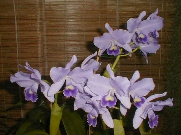 Cattleya PORTIA 'coerulea'