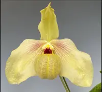Paphiopedilum Shun Fa Golden