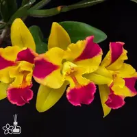[Bare-root] #CA# Rth. Burana Beauty 芭樂美人 [2.8 BS][Aug in stock 26]