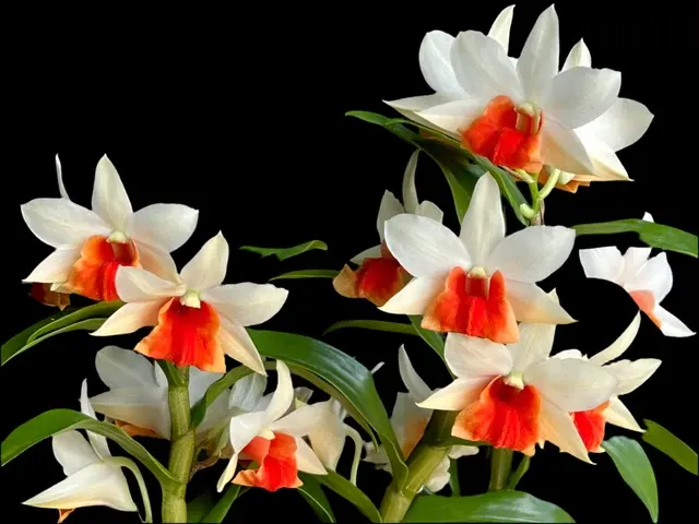 Dendrobium Jiaho Candy (Dendrobium)