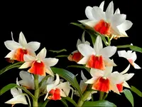 Dendrobium Jiaho Candy