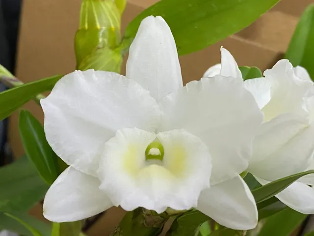 Dendrobium Spring Snow