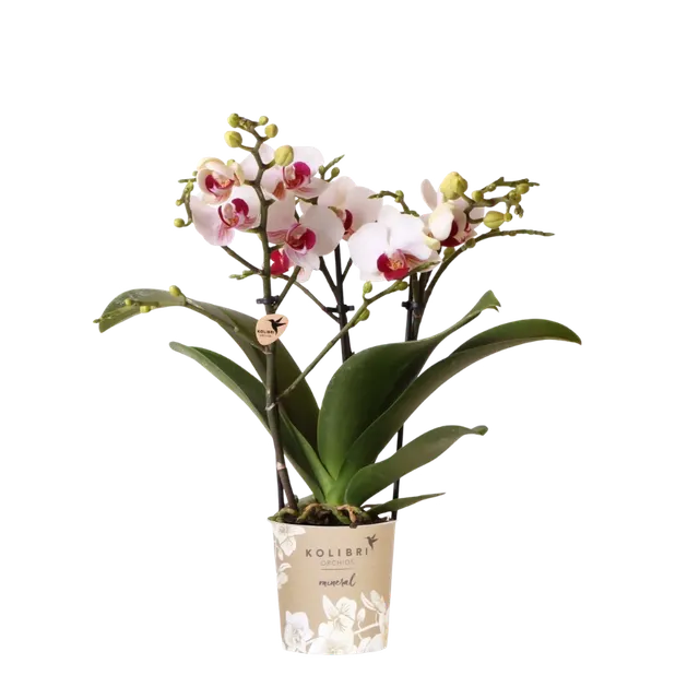 Phalaenopsis 'Gibraltar' (Phalaenopsis)