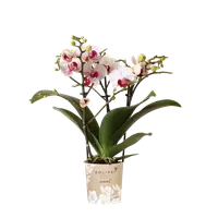 Witte orchidee ‘Gibraltar’ Ø9cm