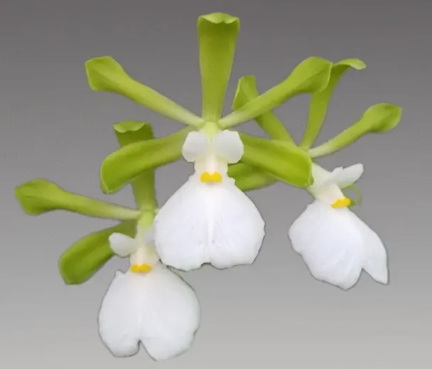 Encyclia cordigera var alba
