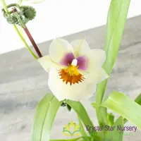 Miltoniopsis Arthur Cobbledick 'Springtime' HCC/AOS (H003)