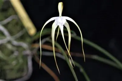 Brassavola cucullata (Brassavola)