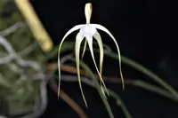 B. cucullata x sib (HR24090) (Brassavola - - cucullata ) B.=Brassavola