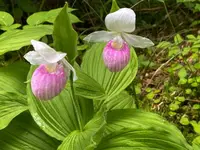 Cypripedium reginae