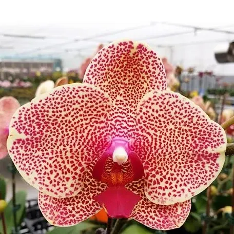 Phalaenopsis I-Hsin Sesame