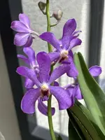 Large Vanda Orchid in Bloom - IN Bloom Variety - New Roots - Tropical Flowering Plant (Vanda spp.)