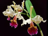 Cattleya Marilyn Lew
