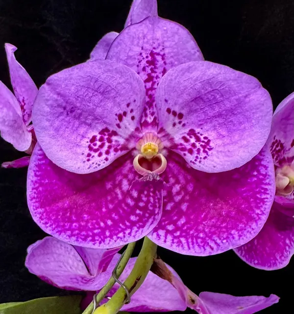 Vanda Nancy Ames Brooks 'Sweetheart' (Vanda)
