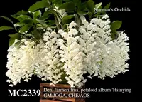 Den. farmeri fma. petaloid album 'Hsinying , GM/JOGA, CHE/AOS , Limited '