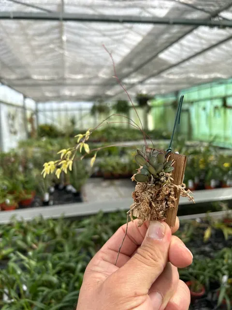 Pleurothallis grobyi 'hell'