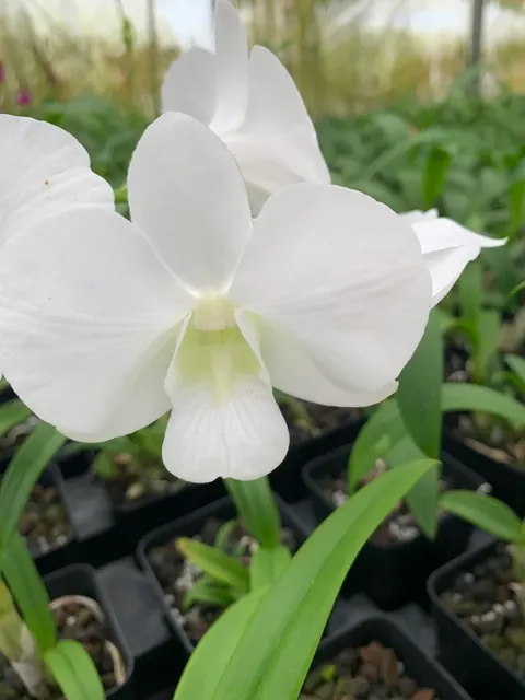 Dendrobium Emma Burana White