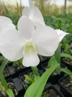 Dendrobium Emma Burana White Orchid Comes in 4" Pot