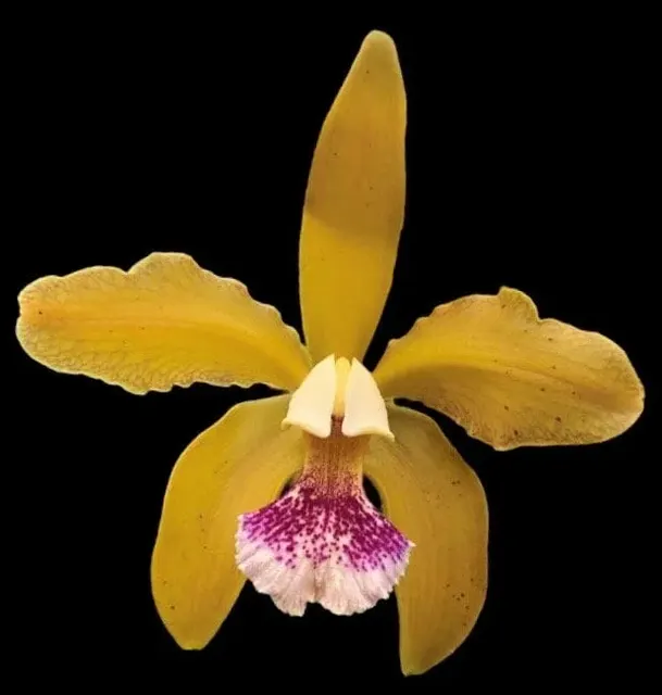Cattleya granulosa ‘Paul’ x sib