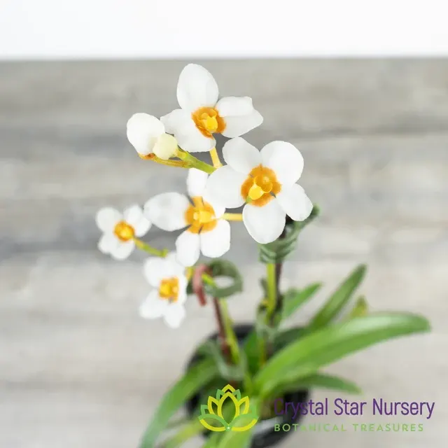 Sarcochilus Madge X 'One' (Sarcochilus)