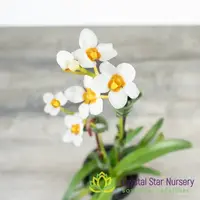 Sarcochilus Madge 'One' x (Topaz x Roberta 'Yellow') (129)