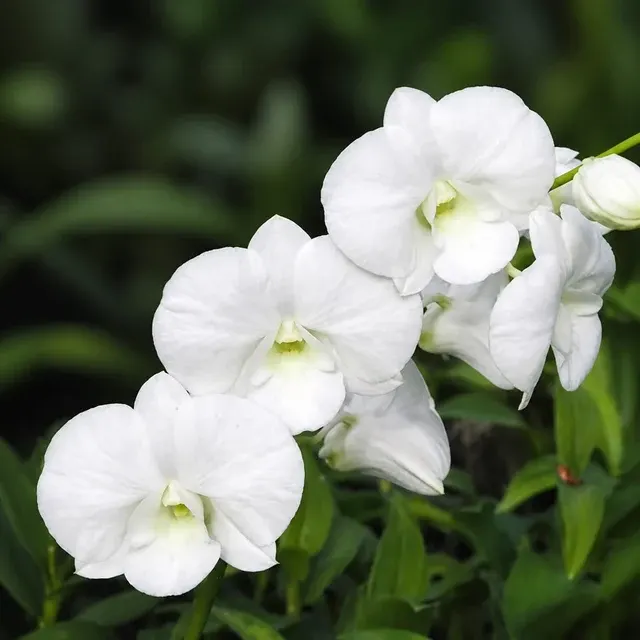 Dendrobium Burana White Giant (Dendrobium)