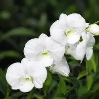 Dendrobium Burana White 'Giant' (Dendrobium Phalaenopsis) - flori XL