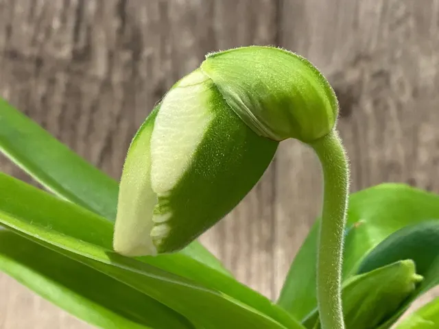 Paphiopedilum Giantstone 'Sweet Baby' x Katai's Emerald 'Twin Sisters'
