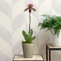 Burgundy Lady's Slipper Orchid in 4½" ceramic cachepot